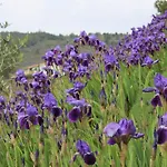 Iris Appartamento Rabac