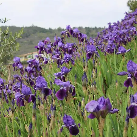 Iris Apartament Rabac