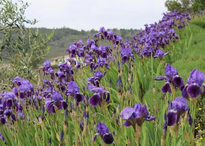 Iris Appartamento Rabac